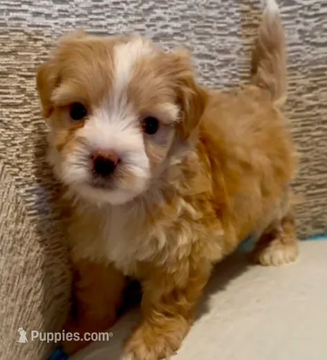Reagan  – Maltipoo puppy for sale in Irvine, CA