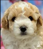 Danny, a male Maltipoo for sale in Irvine, CA – 1 of 1