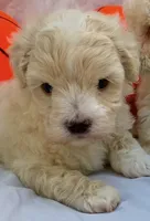 Timmy, a male Maltipoo for sale in Irvine, CA – 1 of 1