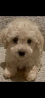 Ronnie – Maltipoo puppy for sale in Irvine, CA