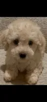 Ronnie, a female Maltipoo for sale in Irvine, CA – 1 of 1