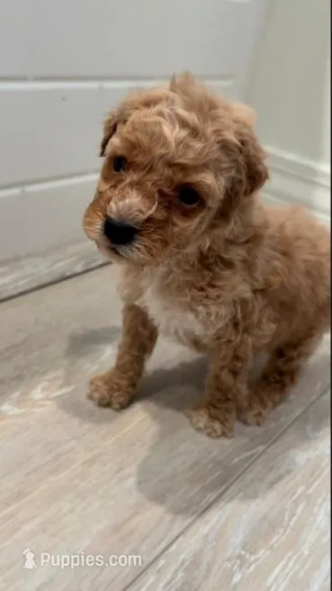 Cooper – Maltipoo puppy for sale in Irvine, CA