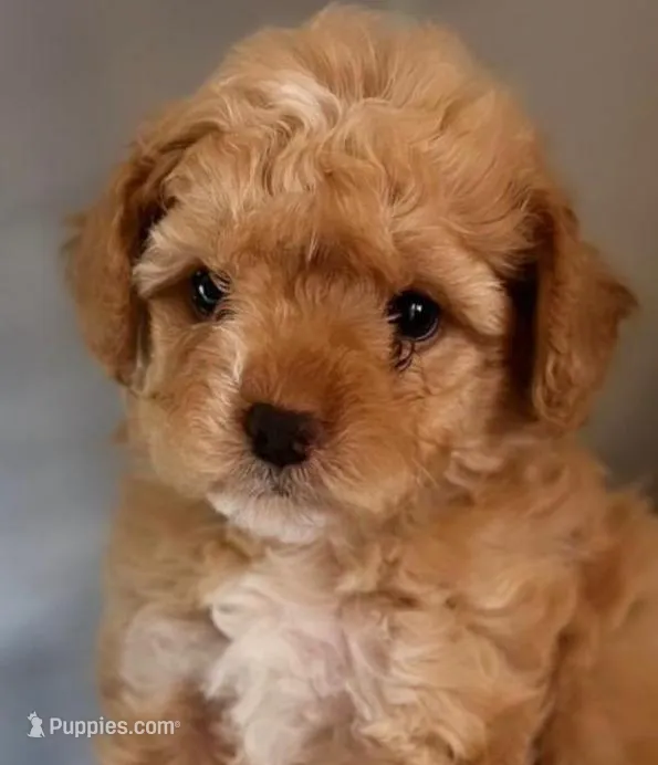 Bruno – Maltipoo puppy for sale in Irvine, CA