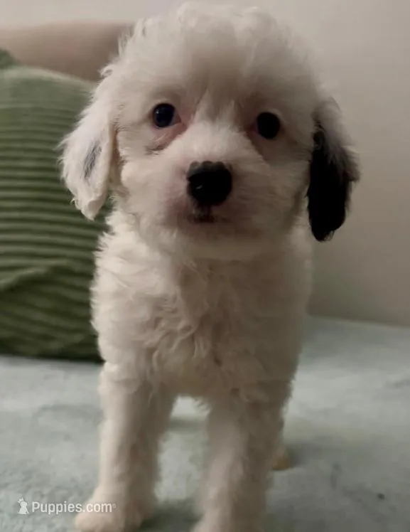 Bambi – Maltipoo puppy for sale in Irvine, CA