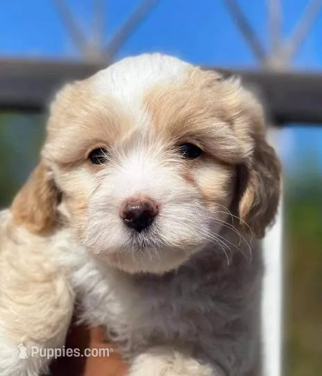 Moose, a male Maltipoo for sale in Irvine, CA – Photo 1 of 1