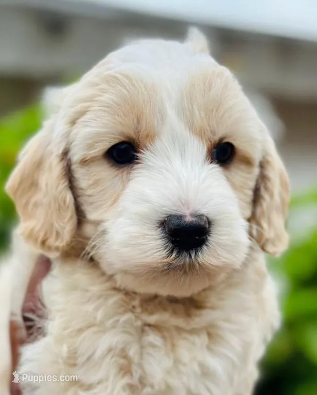 Link  – Maltipoo puppy for sale in Irvine, CA