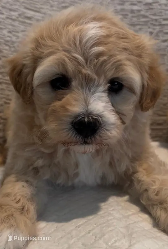 Mona, a female Maltipoo for sale in Irvine, CA – Photo 1 of 1