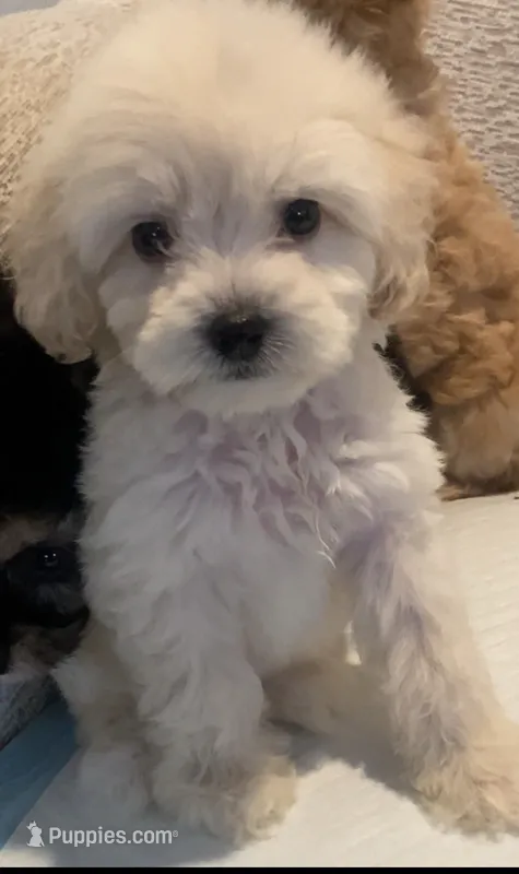 Elina – Maltipoo puppy for sale in Irvine, CA