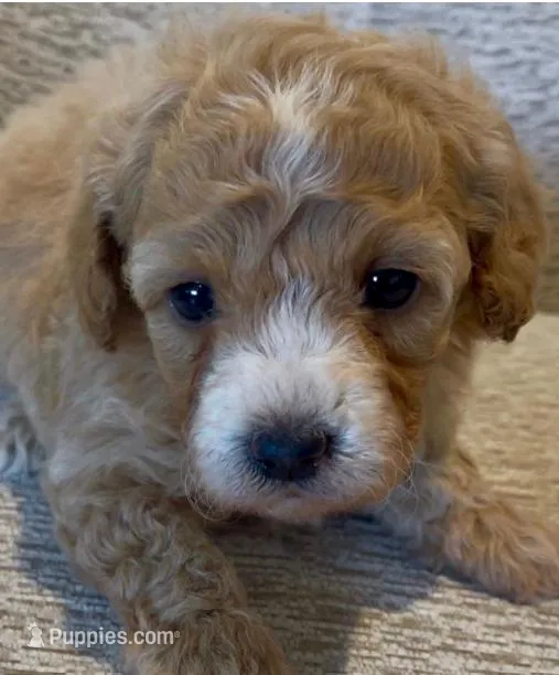 Bobby – Maltipoo puppy for sale in Irvine, CA