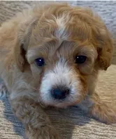 Gypsy , a female Maltipoo for sale in Irvine, CA – 1 of 1