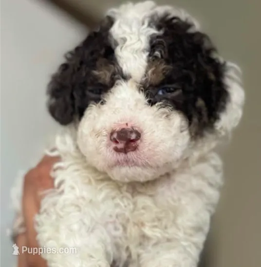 Fred – Maltipoo puppy for sale in Irvine, CA