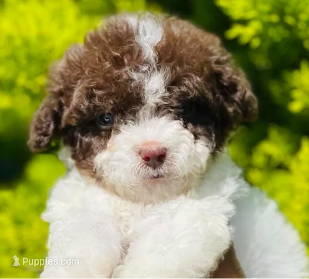 Ella – Maltipoo puppy for sale in Irvine, CA