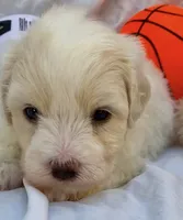 Frankie, a male Maltipoo for sale in Irvine, CA – 1 of 1