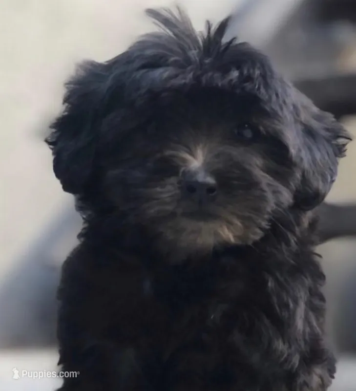 Christina – Yorkipoo puppy for sale in Irvine, CA