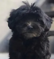 Christina, a female Yorkipoo for sale in Irvine, CA – 1 of 1
