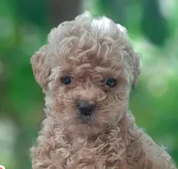 Shirley Temple, a female Maltipoo for sale in Irvine, CA – 1 of 1