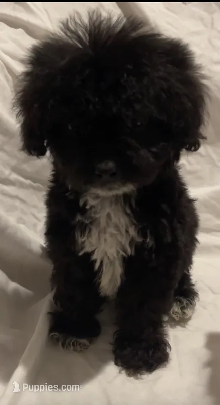 Theo – Maltipoo puppy for sale in Irvine, CA