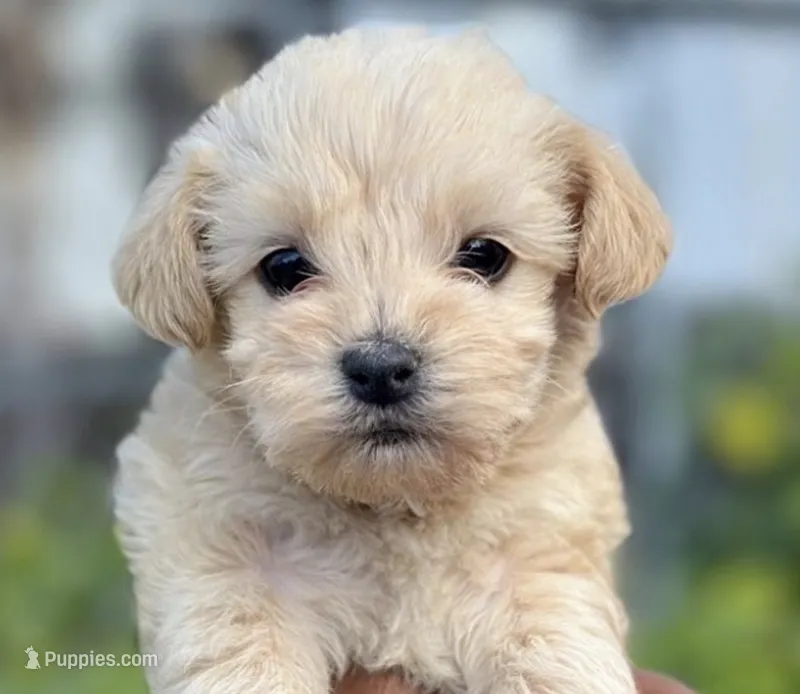 Ross – Maltipoo puppy for sale in Irvine, CA
