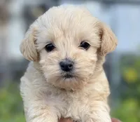 Ross, a male Maltipoo for sale in Irvine, CA – 1 of 1