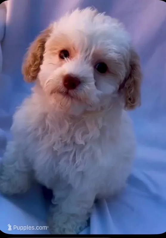 Scottie  – Maltipoo puppy for sale in Irvine, CA
