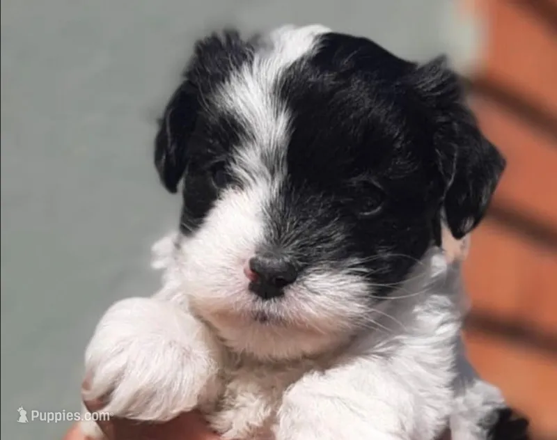 Moonpie – Maltipoo puppy for sale in Irvine, CA