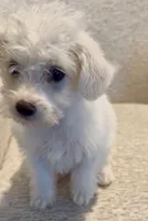 Sassy (mix), a female Maltipoo for sale in Irvine, CA – Photo 2 of 2