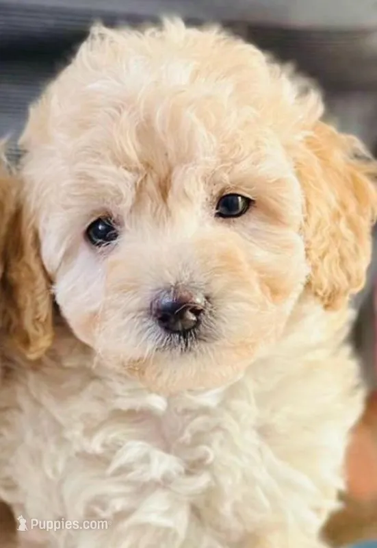 Sassy – Maltipoo puppy for sale in Irvine, CA