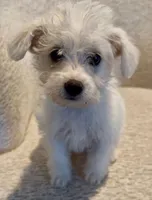 Sassy (mix), a female Maltipoo for sale in Irvine, CA – Photo 1 of 2