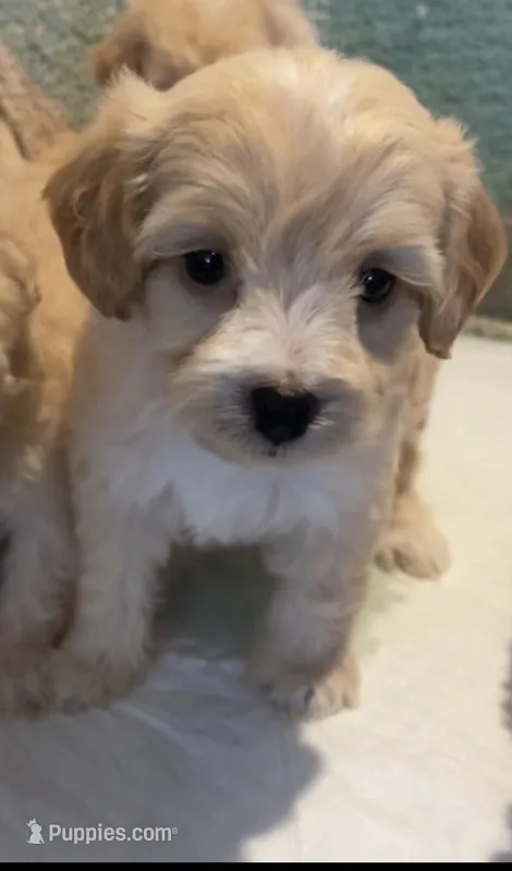 Thea – Maltipoo puppy for sale in Irvine, CA