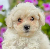 Freddy, a male Poodle - Toy  for sale in Irvine, CA – 1 of 1