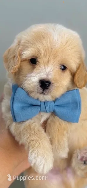 Ronnie – Maltipoo puppy for sale in Irvine, CA