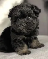 Princess , a female Yorkipoo for sale in Irvine, CA – 1 of 1