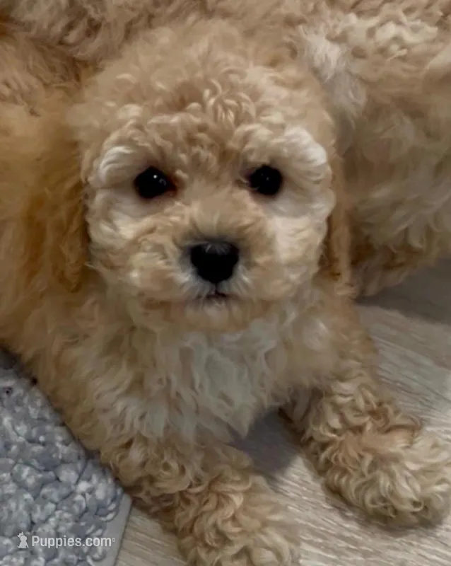 Prince Mickey (Bichon poodle mix)