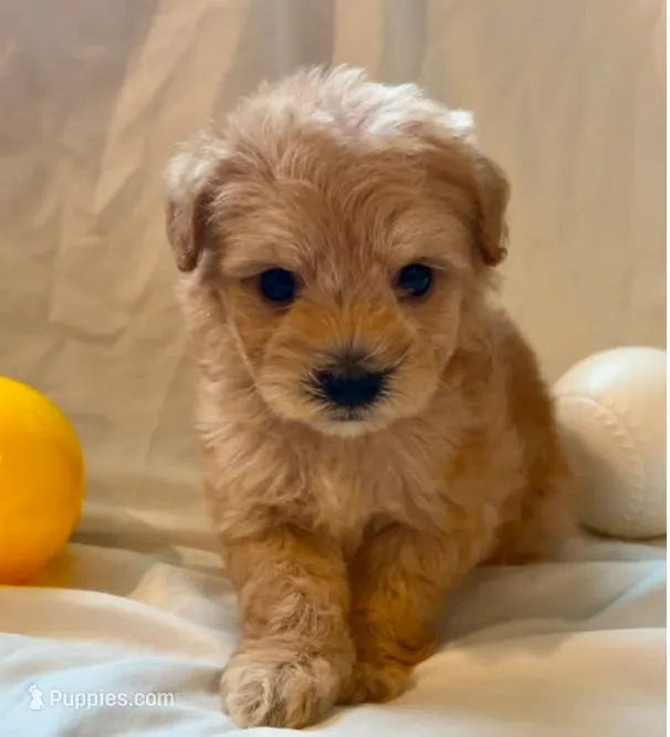 Annabelle – Maltipoo puppy for sale in Irvine, CA