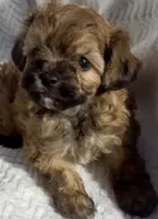 Doc, a male Maltipoo for sale in Irvine, CA – 1 of 1