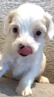 Patches, a female Maltese for sale in Irvine, CA – 2 of 3