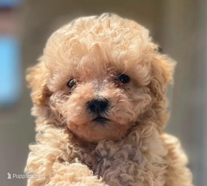 Della – Poodle - Toy  puppy for sale in Irvine, CA