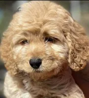 Penelope , a female Yorkipoo for sale in Irvine, CA – 1 of 1