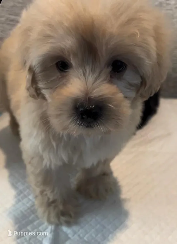 Fonzi – Maltipoo puppy for sale in Irvine, CA
