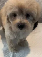 Fonzi, a male Maltipoo for sale in Irvine, CA – 1 of 1