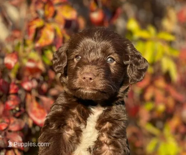 Rico – Maltipoo puppy for sale in Irvine, CA