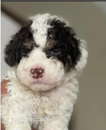 Curly Sue – Maltipoo puppy for sale in Irvine, CA