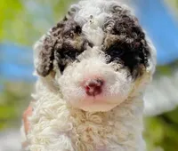 Curly Sue, a female Maltipoo for sale in Irvine, CA – Photo 2 of 2