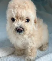 Taffy, a female Maltipoo for sale in Irvine, CA – 1 of 1