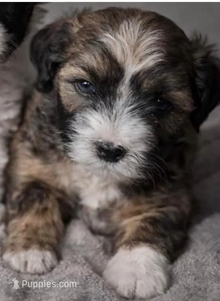 Caspian – Maltipoo puppy for sale in Irvine, CA