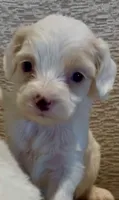Patches, a female Maltese for sale in Irvine, CA – 1 of 3