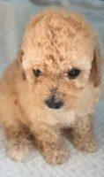 Sunny, a female Maltipoo for sale in Irvine, CA – 2 of 2