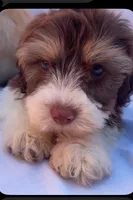 Ronnie, a female Shihpoo for sale in Irvine, CA – 1 of 1