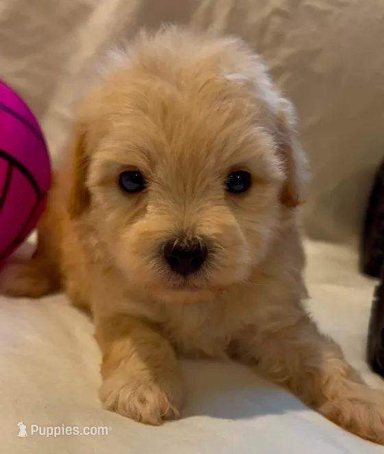 Theo – Maltipoo puppy for sale in Irvine, CA