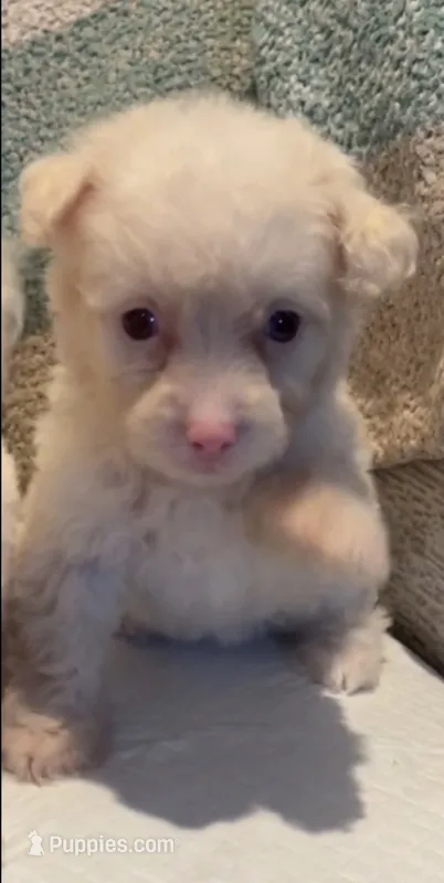 Ronnie – Maltipoo puppy for sale in Irvine, CA